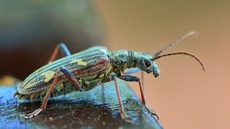 Gelbbindiger Zangenbock.jpg